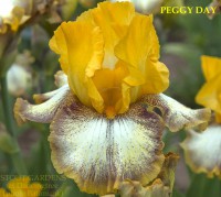 /album/a46/peggy-day-2016-jpg/